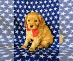 Small Photo #2 Golden Cavalier Puppy For Sale in HONEY BROOK, PA, USA
