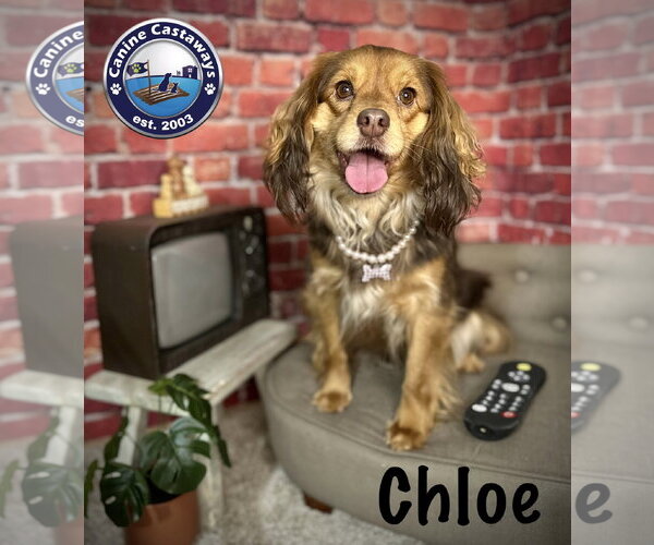 Medium Photo #1 Colonial Cocker Spaniel-Unknown Mix Puppy For Sale in Arcadia, FL, USA