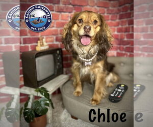 Colonial Cocker Spaniel-Unknown Mix Dogs for adoption in Arcadia, FL, USA