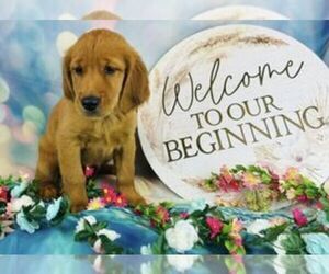 Golden Retriever Puppy for sale in CINCINNATI, OH, USA
