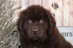 Small Photo #3 Newfoundland Puppy For Sale in BEL AIR, MD, USA