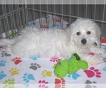 Small #9 Bichon Frise