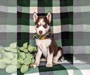 Siberian Husky Puppy for sale in QUARRYVILLE, PA, USA