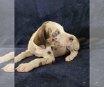 Small #15 Catahoula Leopard Dog
