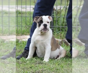 Bulldog Dog for Adoption in MARSHFIELD, Missouri USA
