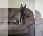 Small #1 Mutt