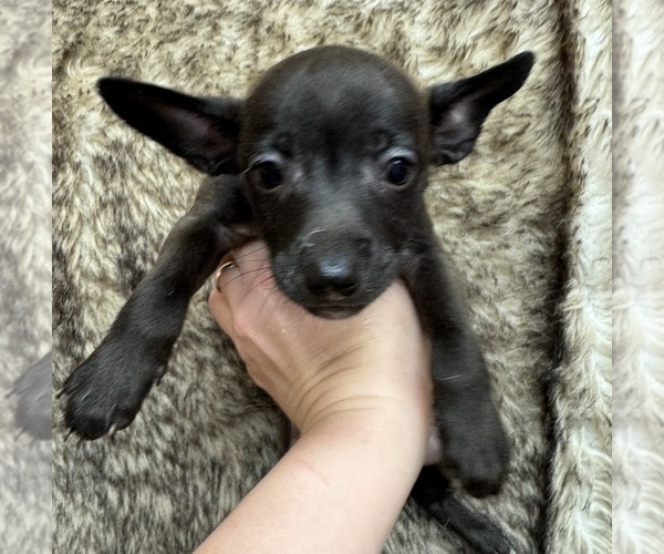 Medium Photo #2 Rat Terrier Puppy For Sale in WHITAKERS, NC, USA