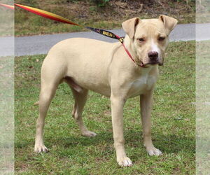 American Pit Bull Terrier-Unknown Mix Dogs for adoption in Prattville, AL, USA