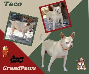 Chihuahua-Unknown Mix Dogs for adoption in Lindsay, CA, USA