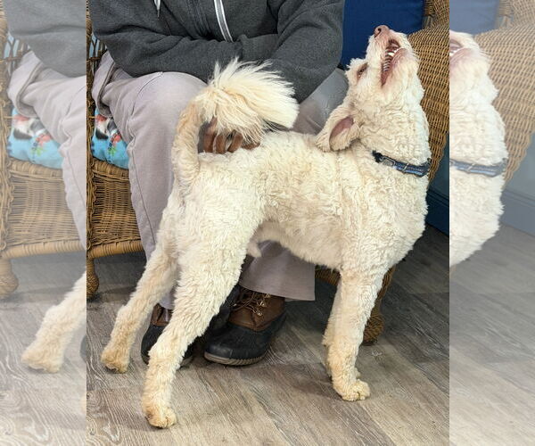 Medium Photo #9 Poodle (Miniature)-Unknown Mix Puppy For Sale in Pacolet, SC, USA