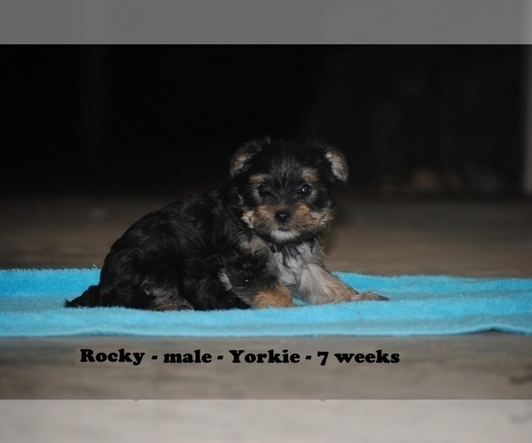 Medium Photo #3 Yorkshire Terrier Puppy For Sale in CLARKRANGE, TN, USA