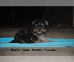 Small Photo #3 Yorkshire Terrier Puppy For Sale in CLARKRANGE, TN, USA