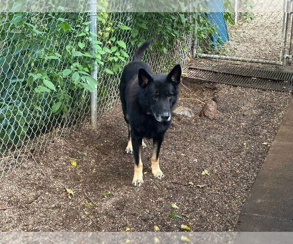 Medium Photo #4 German Shepherd Dog Puppy For Sale in St. Cloud, MN, USA