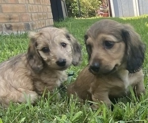 Dachshund Puppy for sale in SPRINGTOWN, TX, USA