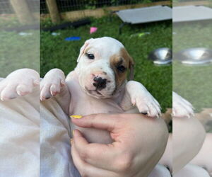 American Pit Bull Terrier Dogs for adoption in Alexandria, VA, USA