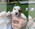 Small American Pit Bull Terrier