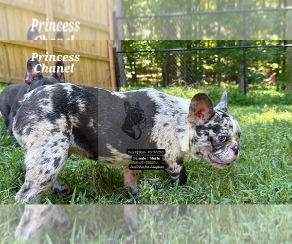 Medium Photo #3 French Bulldog Puppy For Sale in FAYETTEVILLE, GA, USA