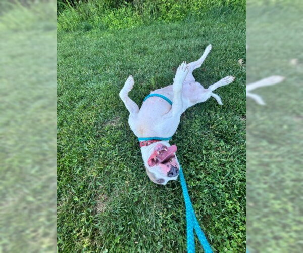 Medium Photo #3 Bull Terrier-Unknown Mix Puppy For Sale in Derwood, MD, USA