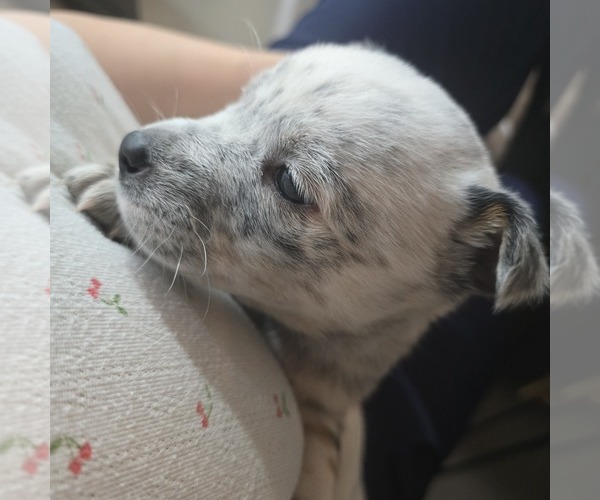Medium Photo #2 Australian Cattle Dog Puppy For Sale in PUYALLUP, WA, USA