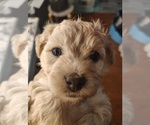 Small Photo #7 Maltipoo (Miniature) Puppy For Sale in SAN ANTONIO, TX, USA