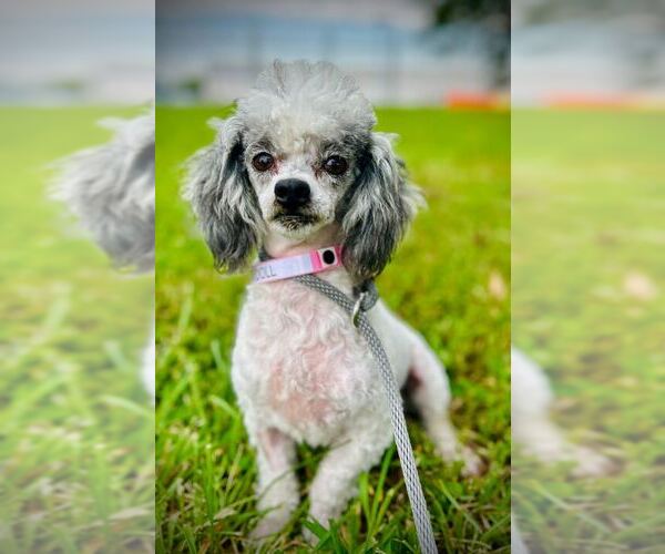 Medium Photo #2 Poodle (Toy) Puppy For Sale in Pacolet, SC, USA