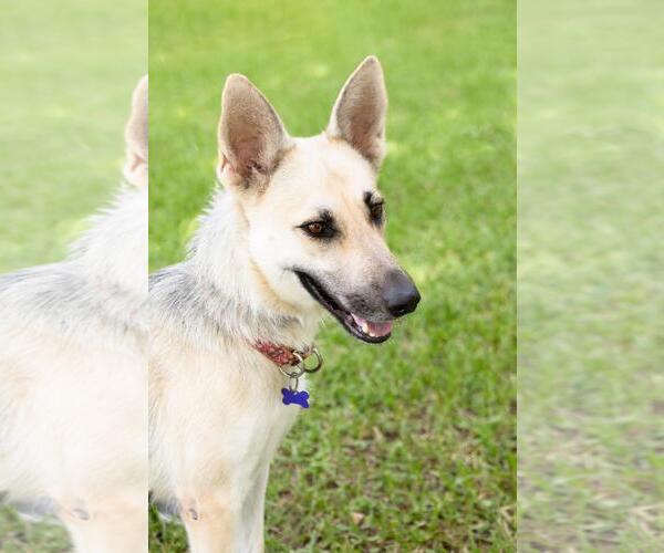 Medium Photo #4 German Shepherd Dog Puppy For Sale in Montgomery, AL, USA