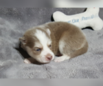 Small Photo #35 Pomsky Puppy For Sale in RAMONA, CA, USA