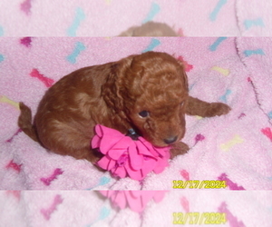 Poodle (Toy) Puppy for sale in DULUTH, GA, USA
