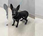 Small Labrador Retriever Mix