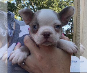 Boston Terrier Puppy for sale in BEND, OR, USA