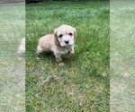 Puppy 5 Cocker Spaniel-Sheepadoodle Mix