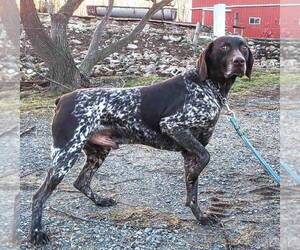 Father of the German Shorthaired Pointer puppies born on 12/25/2024