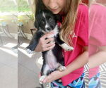 Small #1 American Pit Bull Terrier-Chihuahua Mix