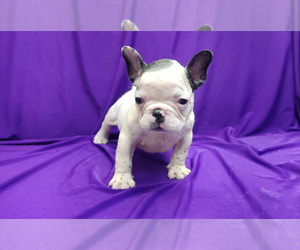 French Bulldog Puppy for sale in EDINBURG, TX, USA