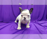 Image preview for Ad Listing. Nickname: Chucho