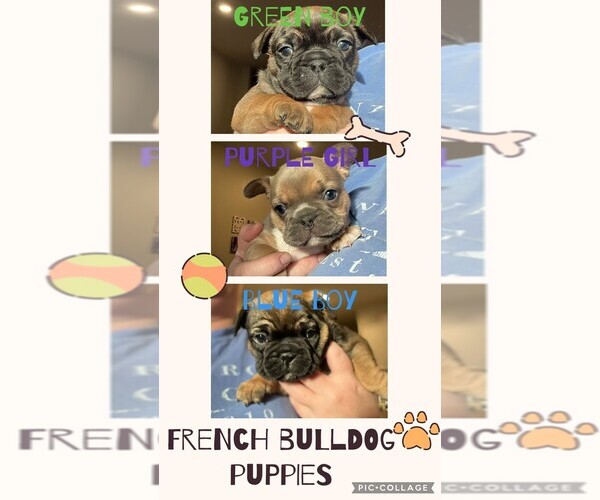 Medium Photo #2 French Bulldog Puppy For Sale in WEAVERVILLE, NC, USA