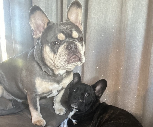 Medium Photo #1 French Bulldog Puppy For Sale in CEDAR RAPIDS, IA, USA