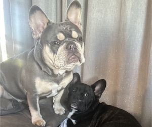 Mother of the French Bulldog puppies born on 05/24/2026