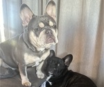 Small Photo #1 French Bulldog Puppy For Sale in CEDAR RAPIDS, IA, USA
