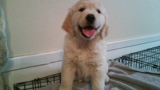Goldendoodle Puppy for sale in TOMBALL, TX, USA