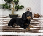 Small #5 Dachshund
