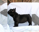 Small Photo #4 French Bulldog Puppy For Sale in MENTONE, CA, USA