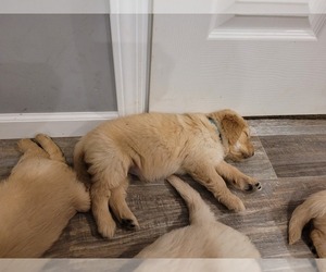 Golden Retriever Dog for Adoption in SANDY CREEK, New York USA