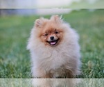 Small Photo #4 Pomeranian Puppy For Sale in WOOD DALE, IL, USA