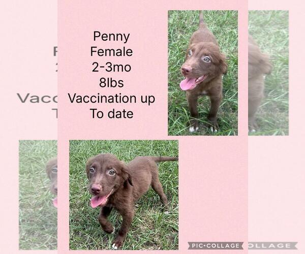 Medium Photo #1 Chihuahua-Labrador Retriever Mix Puppy For Sale in Virginia Beach, VA, USA