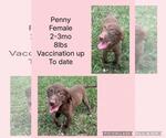 Small Chihuahua-Labrador Retriever Mix