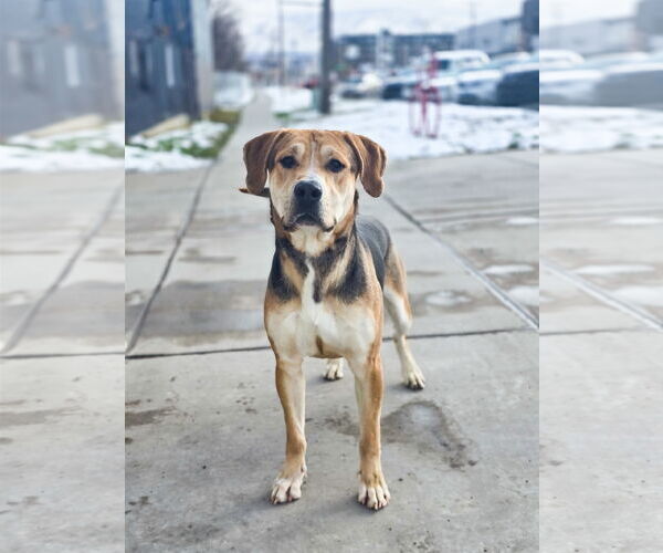 Medium Photo #1 Mutt Puppy For Sale in Sandy, UT, USA