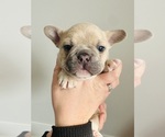 Puppy Tucker French Bulldog