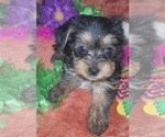 Small Photo #53 Yorkshire Terrier Puppy For Sale in AKRON, OH, USA