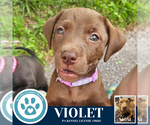 Small #2 Labrador Retriever Mix